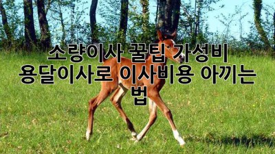 소량이사 꿀팁🍯 가성비 용달이사로 이사비용 아끼는 법💰