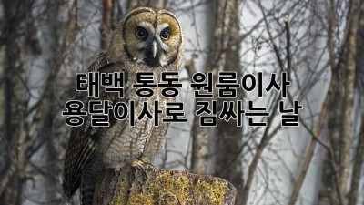 태백 통동 원룸이사, 용달이사로 짐싸는 날📦💨